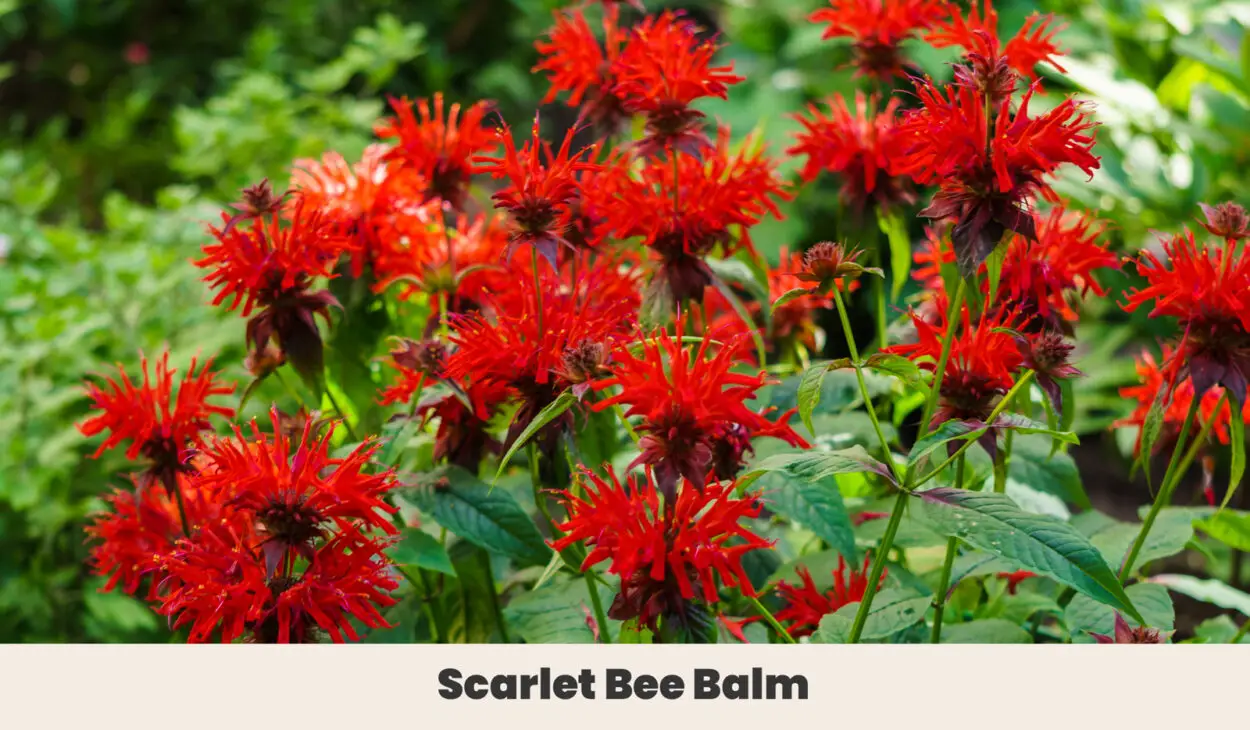 Scarlet Bee Balm