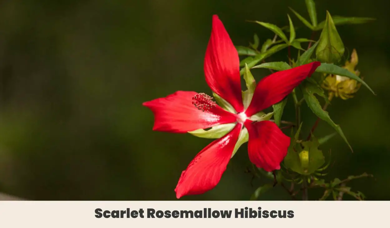 Scarlet Rosemallow Hibiscus