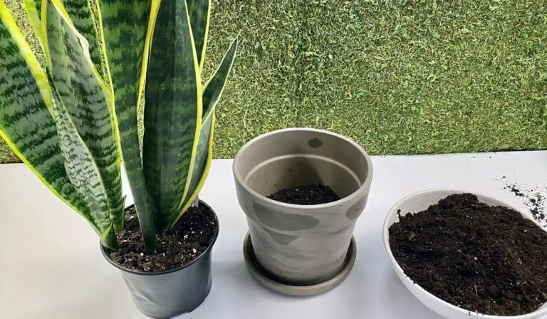 Snake plant, new pot and soil
