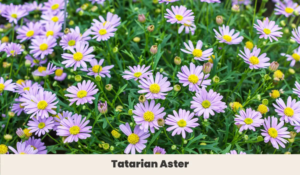Tatarian Aster