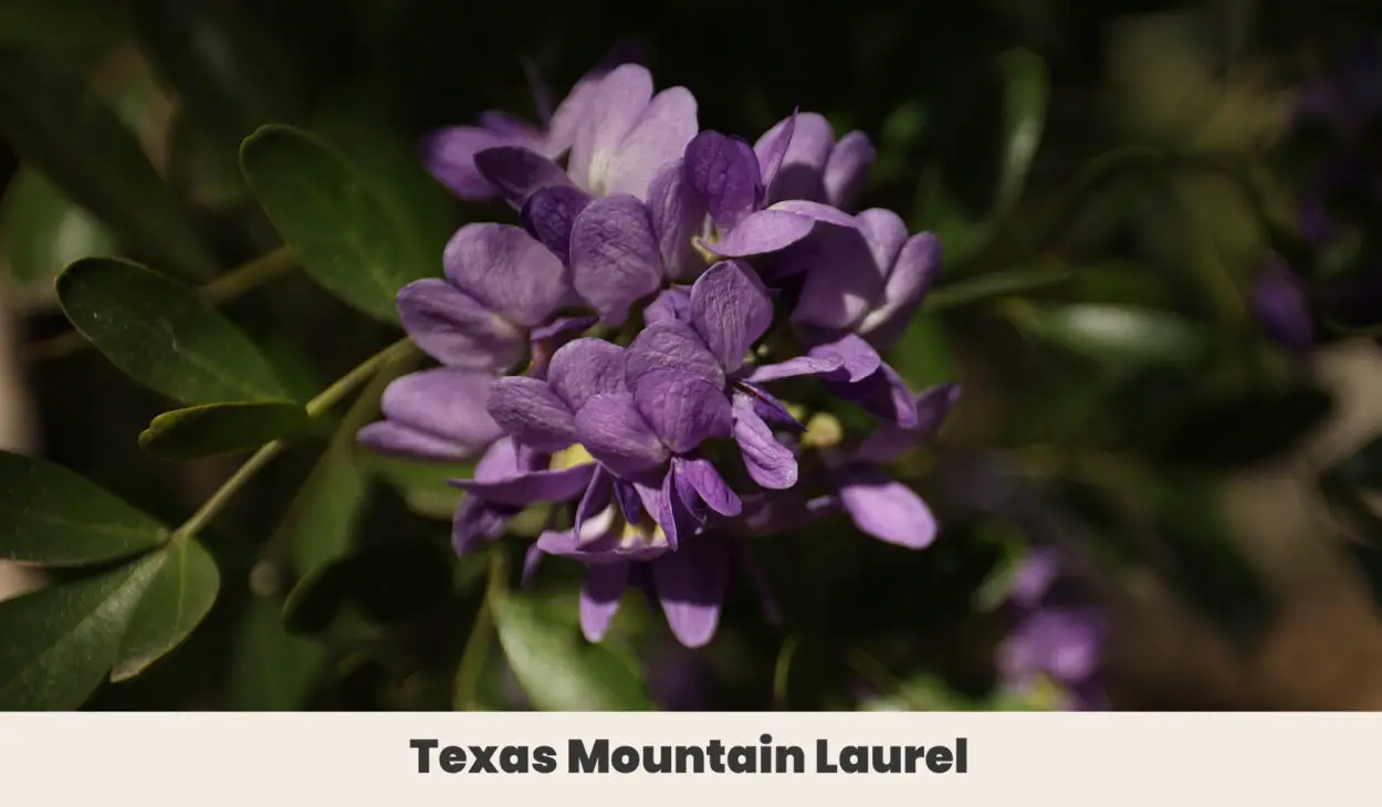 Texas Mountain Laurel