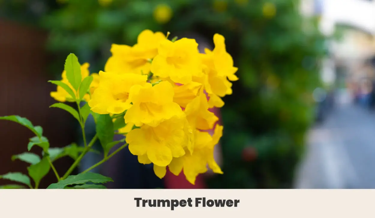 Trumpet Flower
