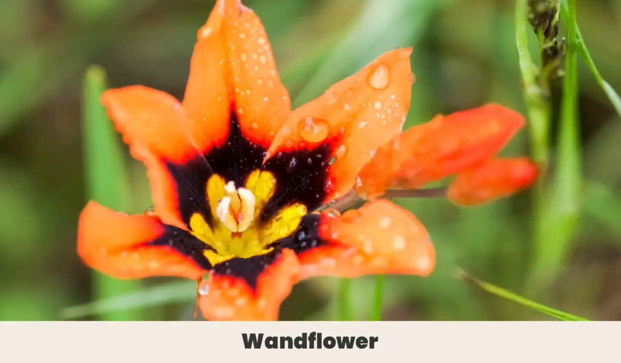 Wandflower