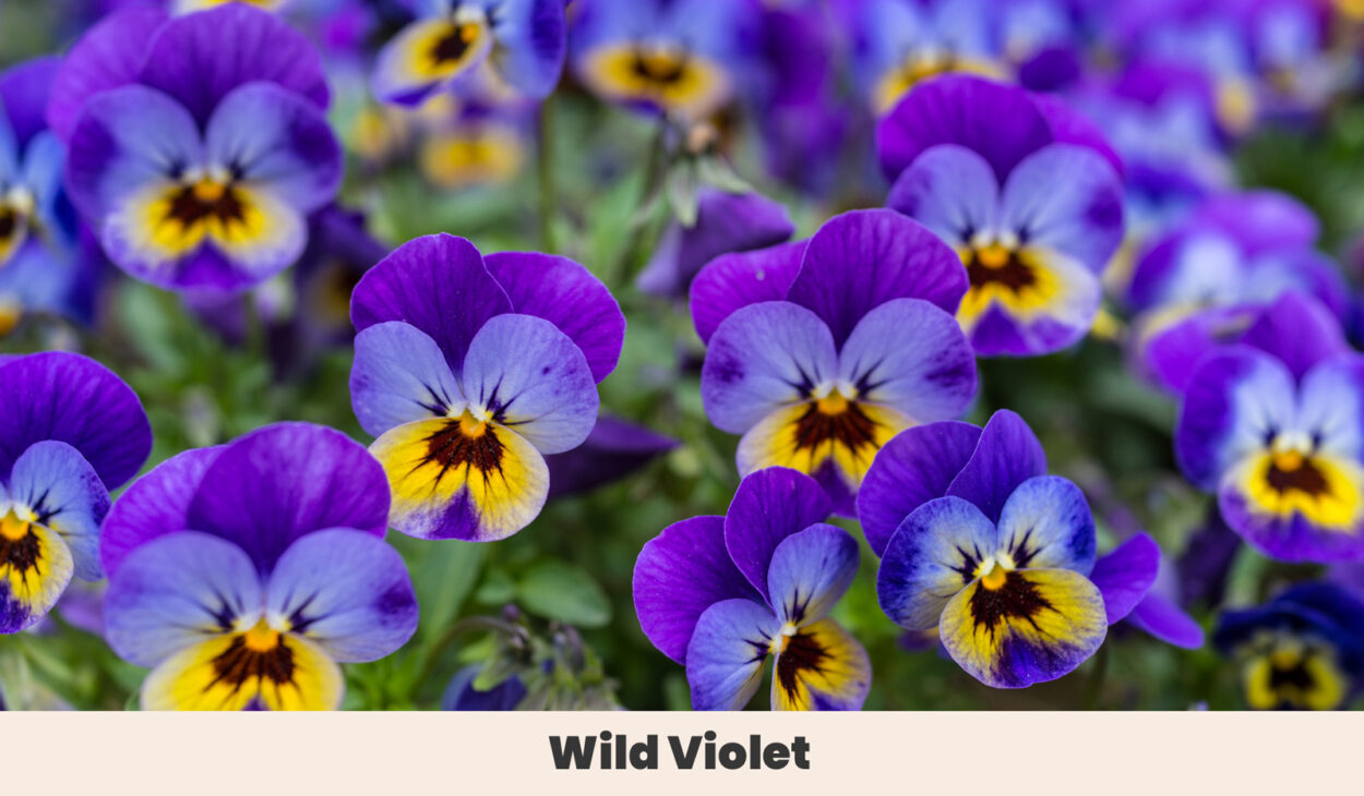 Wild Violet 1