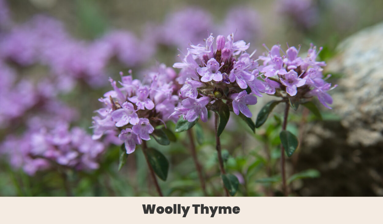Woolly thyme