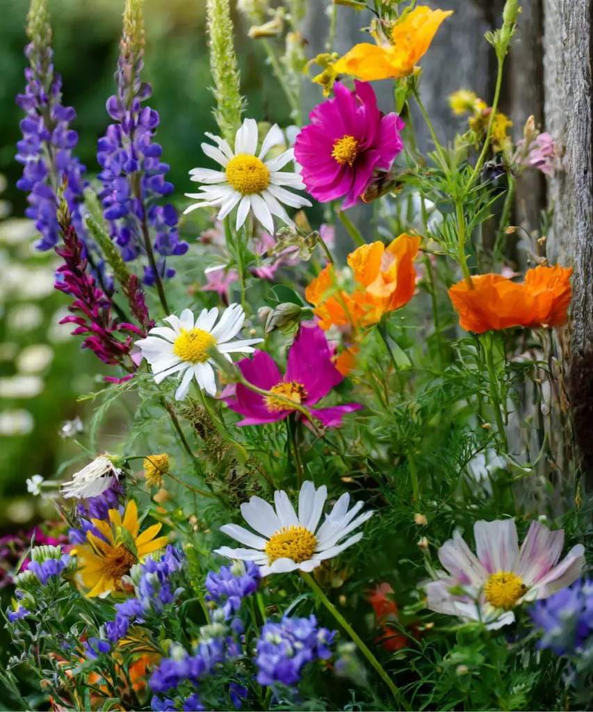 colorful wildflowers