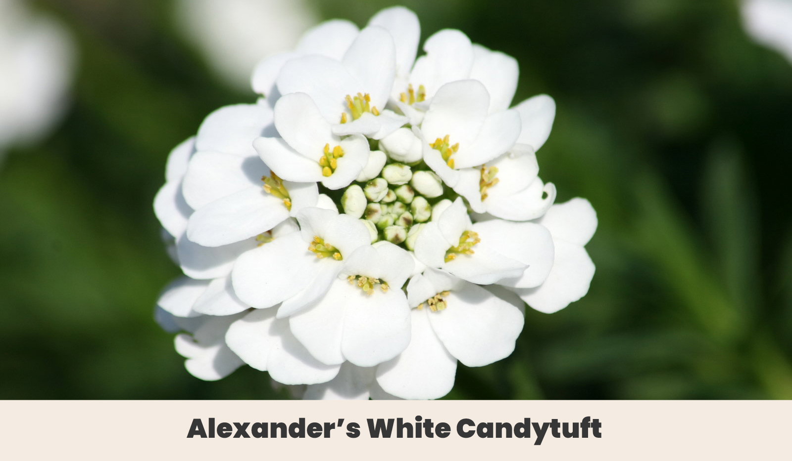 Alexanders White Candytuft