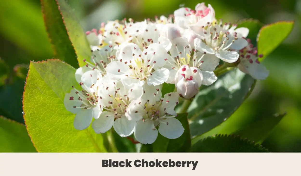 Black Chokeberry