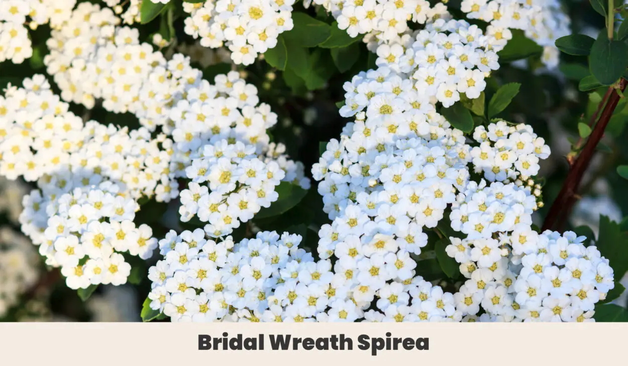 Bridal Wreath Spirea