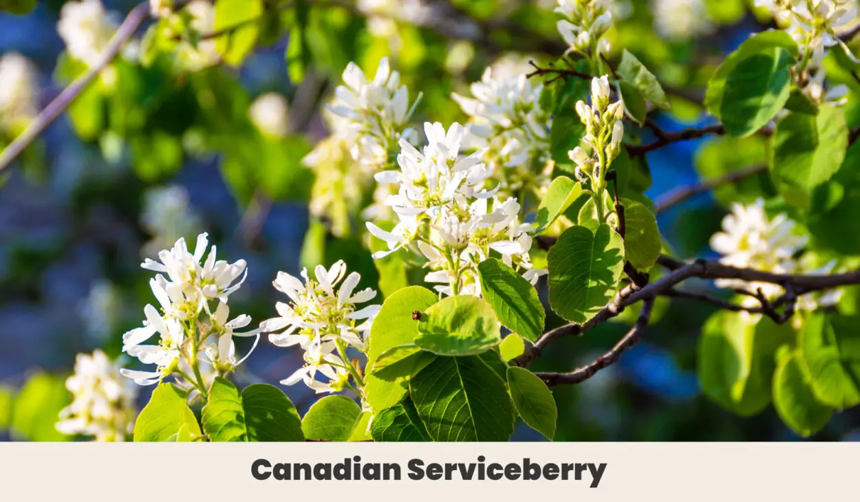 Canadian Serviceberry