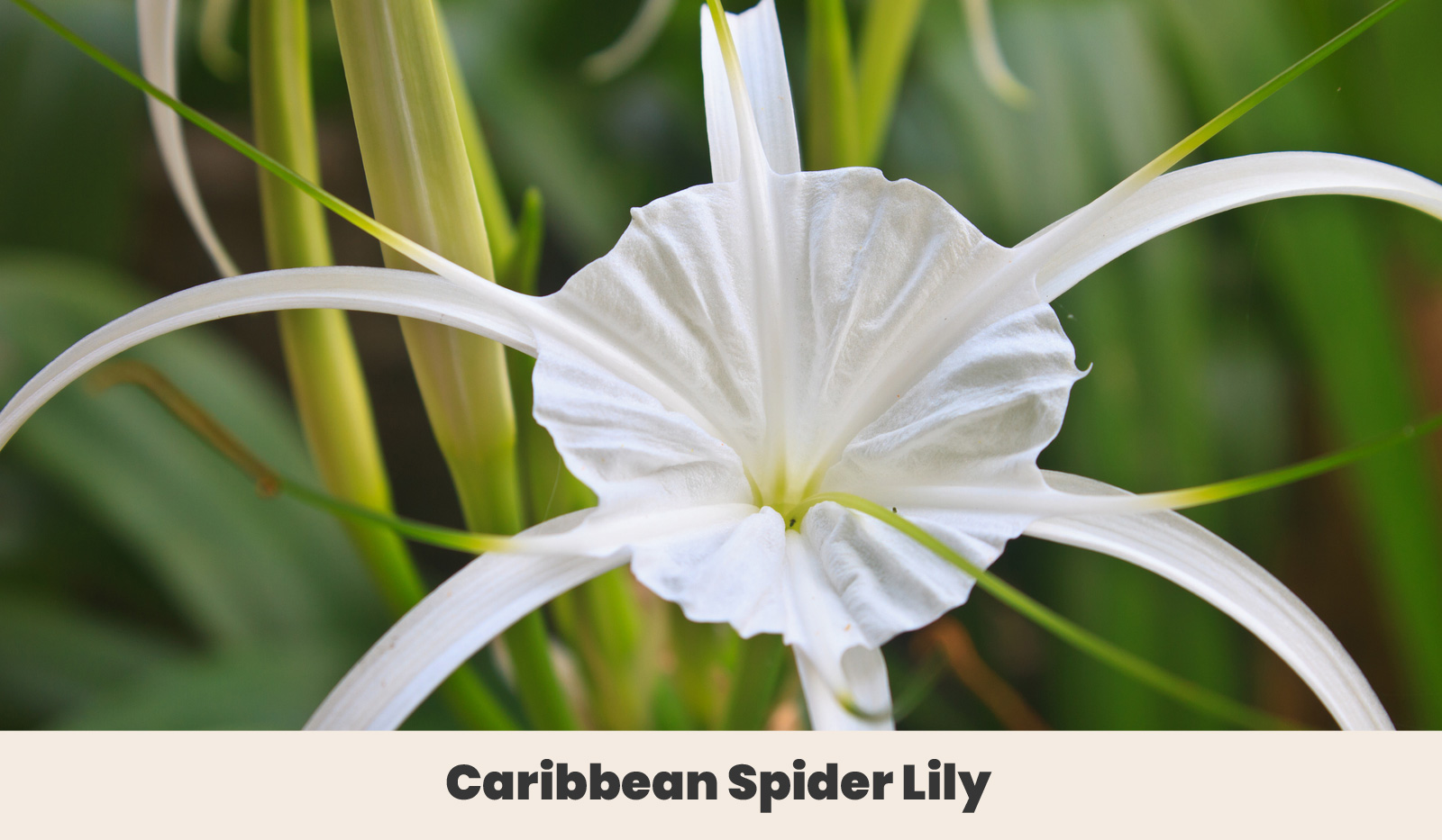 Caribbean Spider Lily