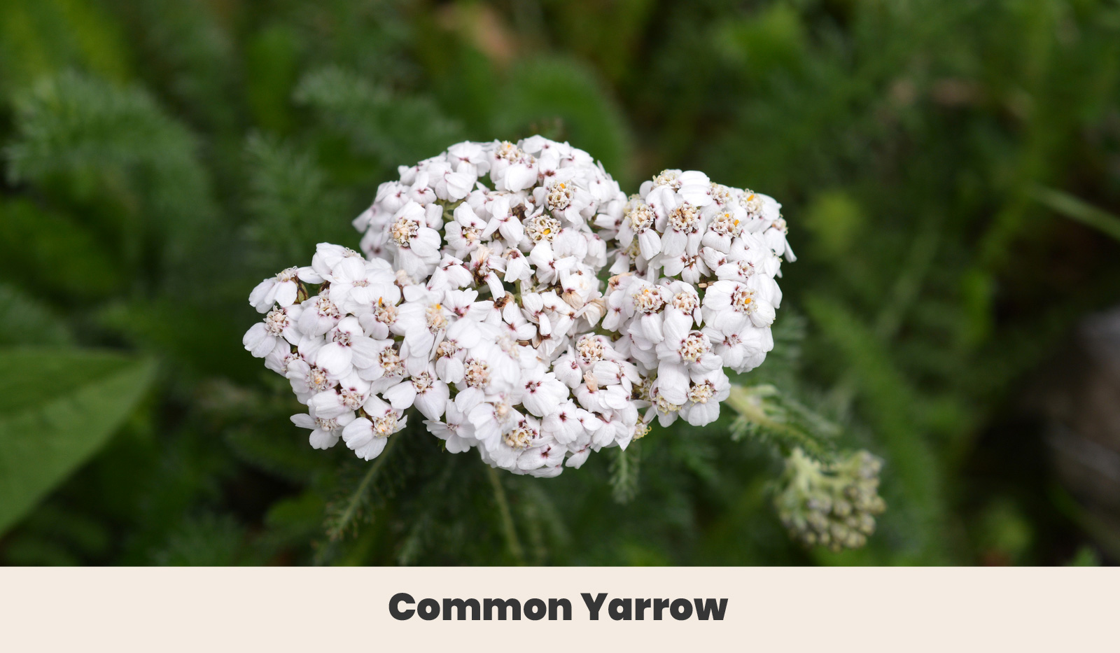 Common Yarrow