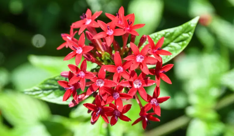 Egyptian Starcluster flower
