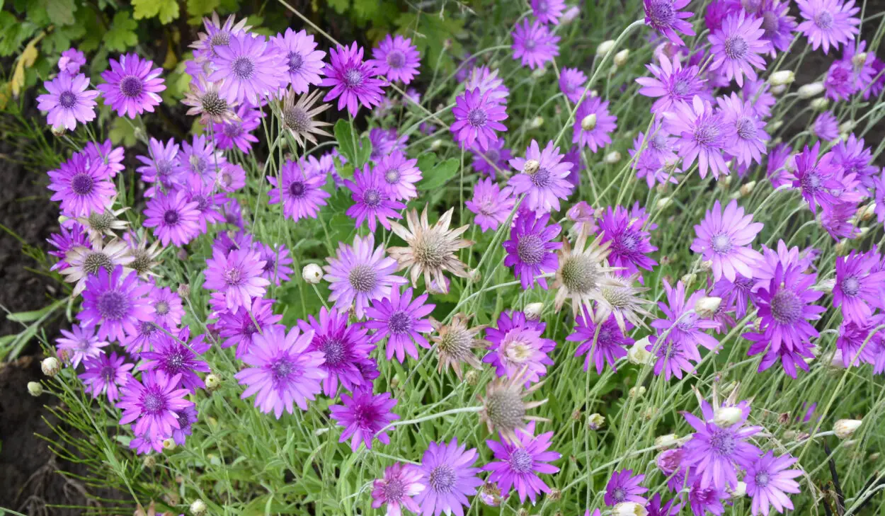 Field of purple Xeranthemum flowers