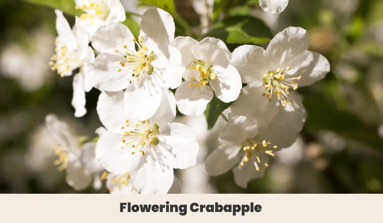 Flowering Crabapple