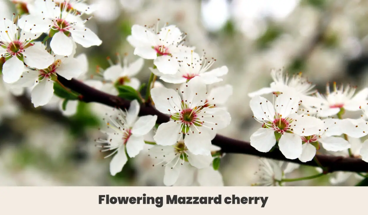 Flowering Mazzard cherry