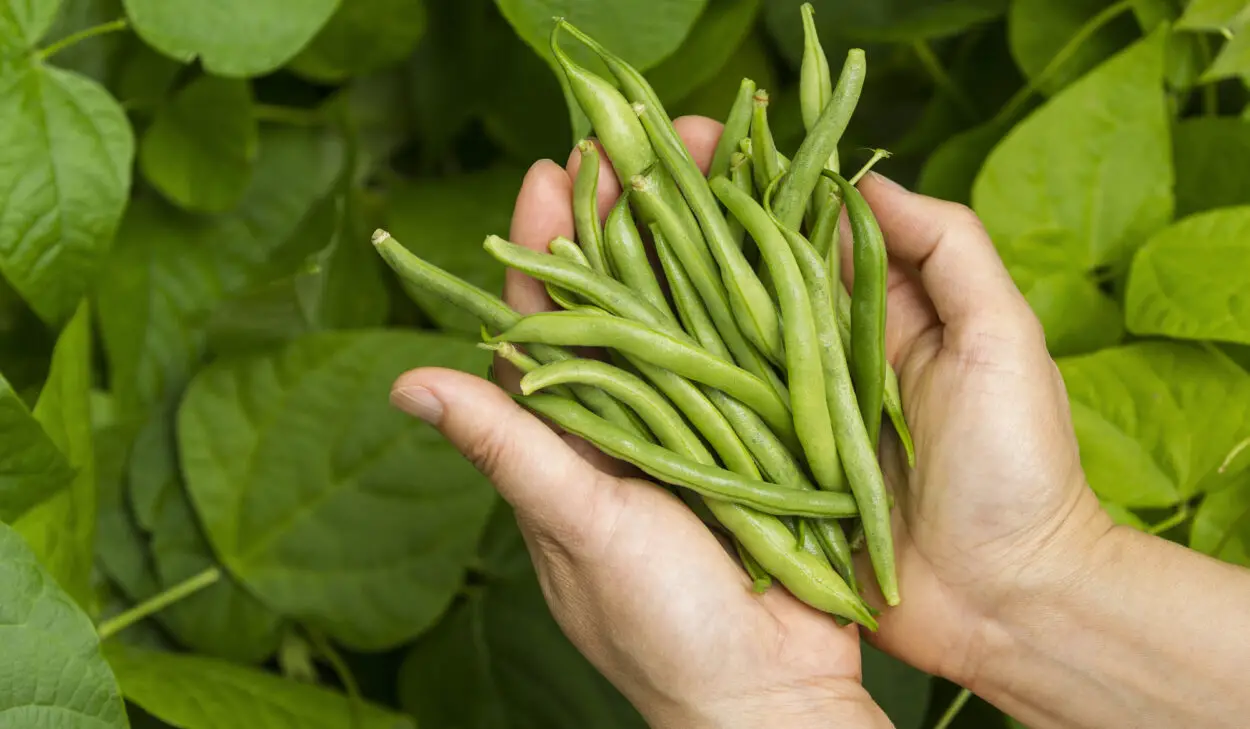 Harvested beans