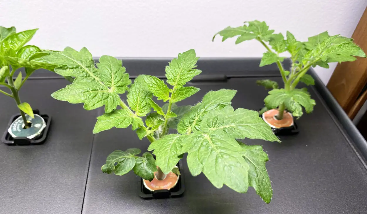 Hydroponic Tomato plants