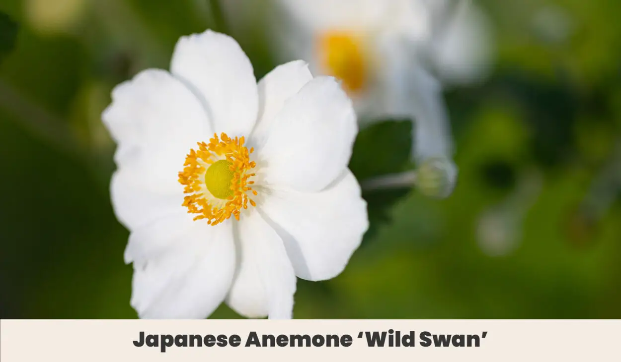 Japanese Anemone ‘Wild Swan