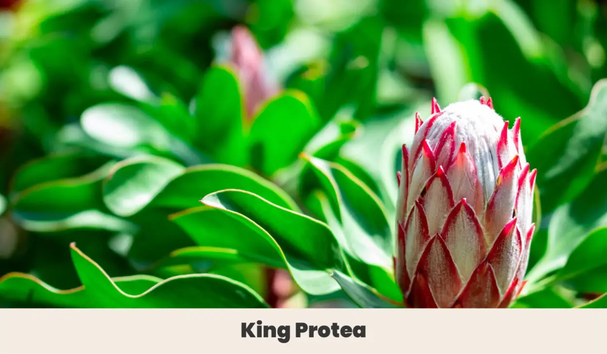 King Protea