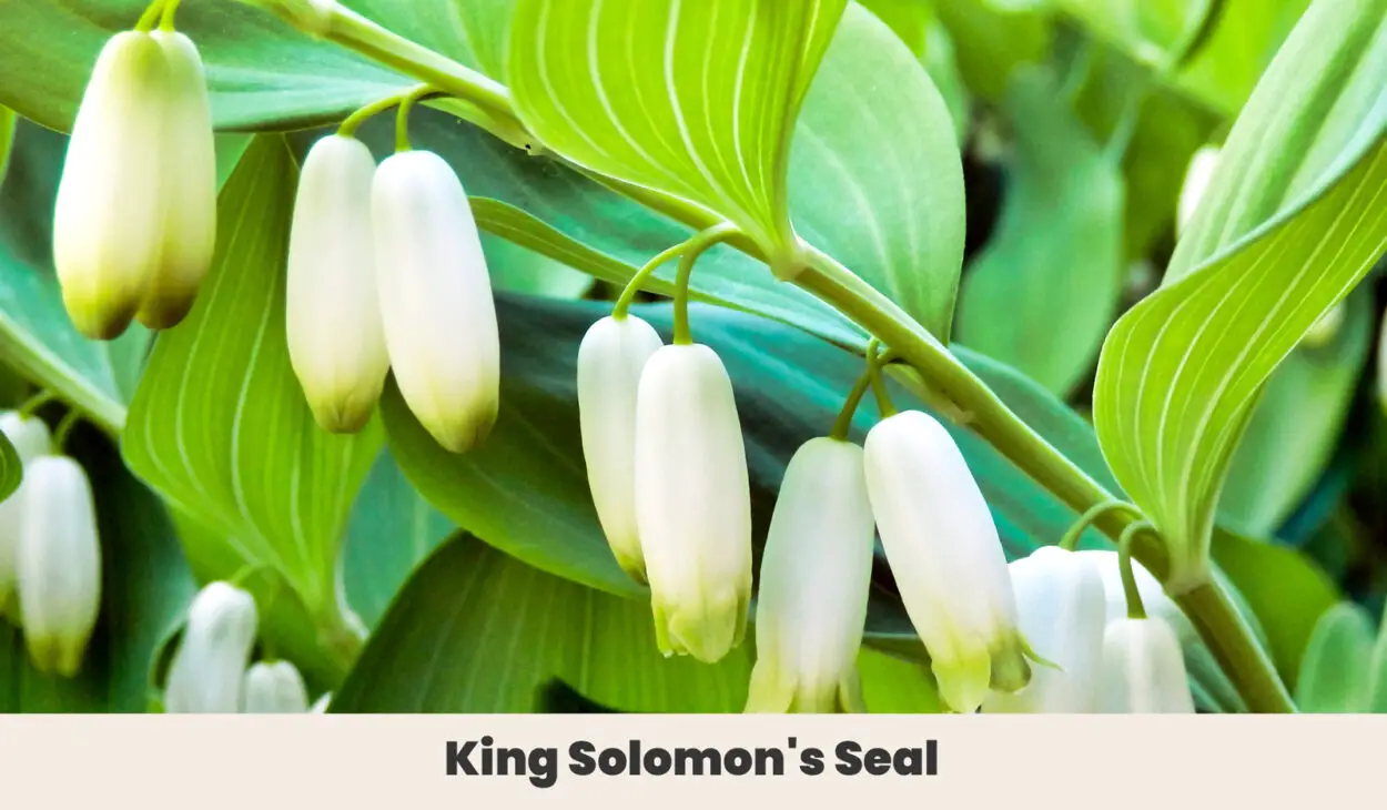 King Solomons Seal