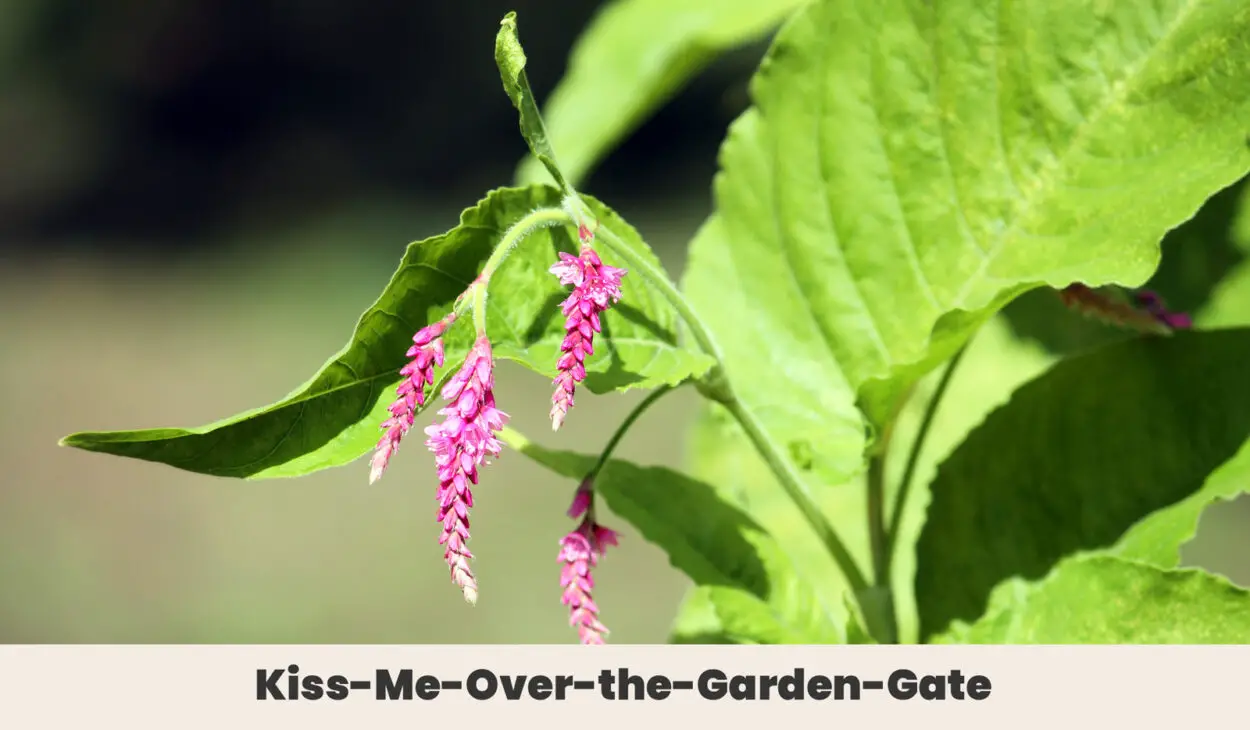 Kiss Me Over the Garden Gate