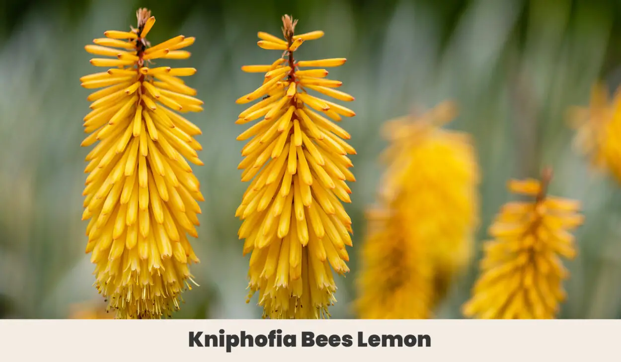 Kniphofia Bees Lemon