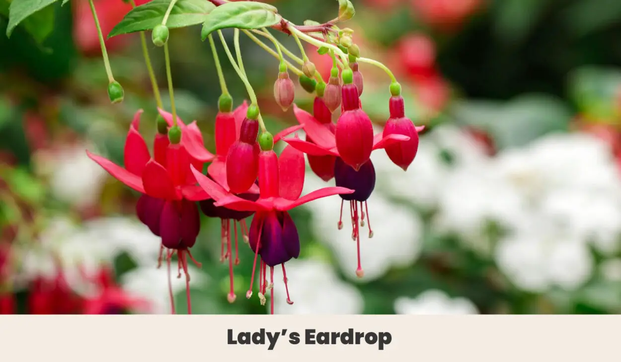 Ladys Eardrop