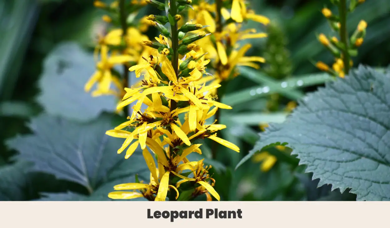 Leopard Plant
