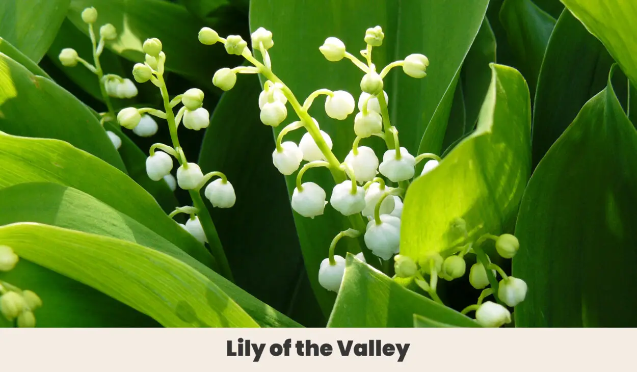 Lily of the Valley 2