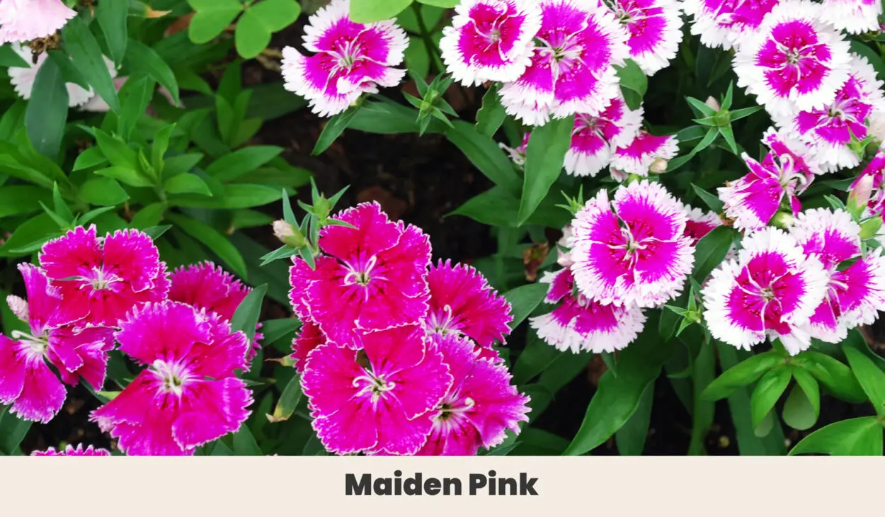 Maiden Pink