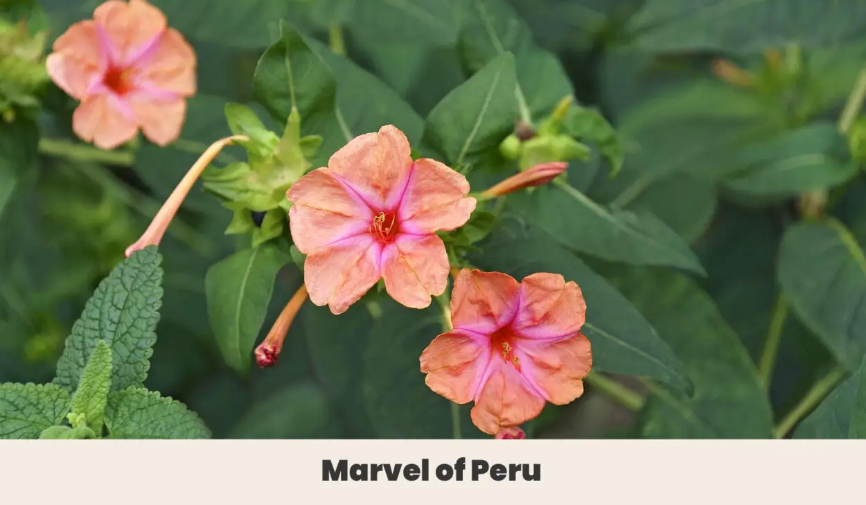 Marvel of Peru