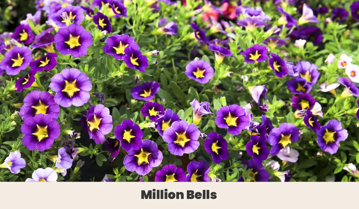 Million Bells