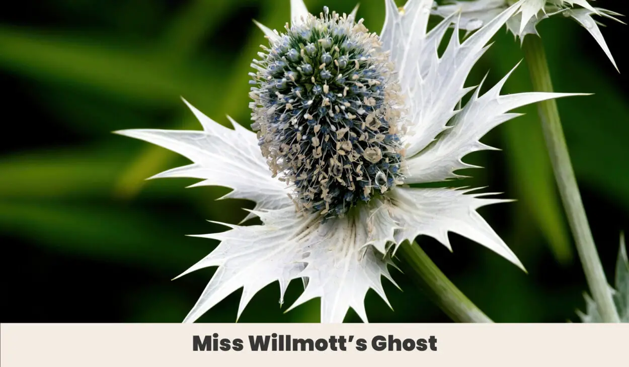 Miss Willmotts Ghost