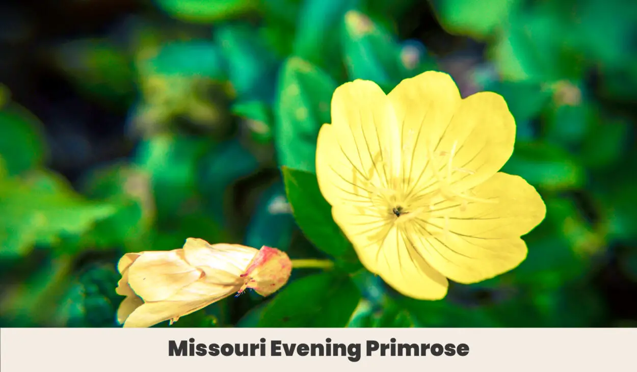 Missouri Evening Primrose