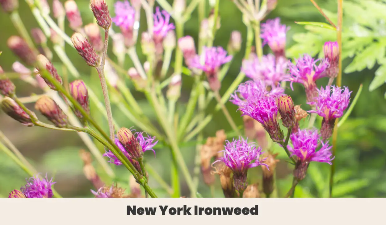 New York Ironweed