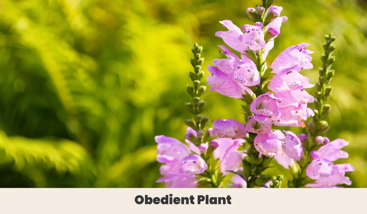 Obedient Plant