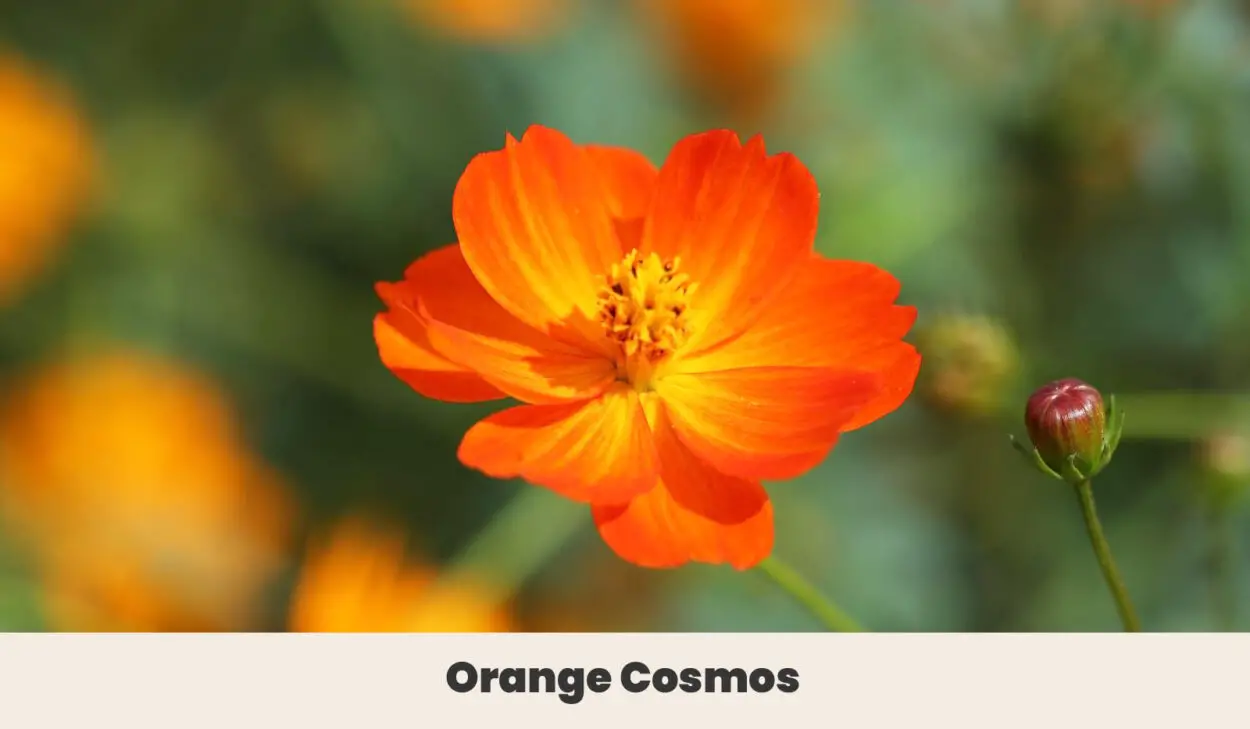 Orange Cosmos