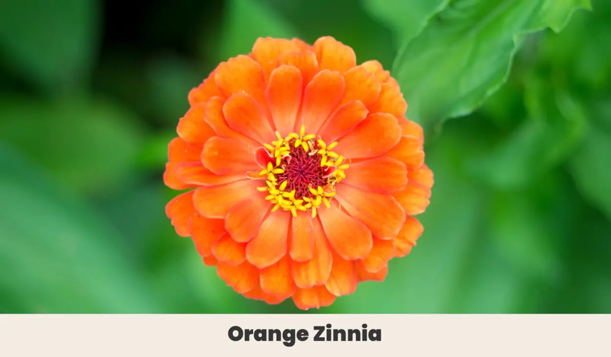 Orange Zinnia