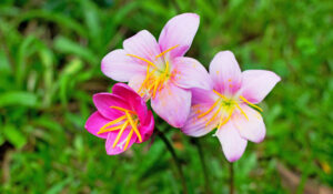 Pink Zephyranthe Flowers