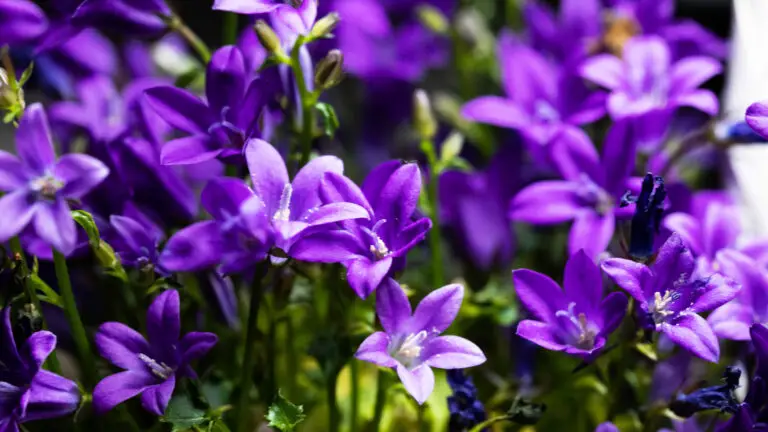 Purple-Queen-Fabiola-Flowers