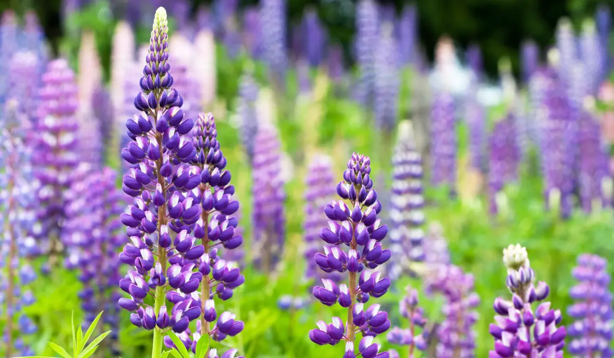 Purple Lupin Flowers