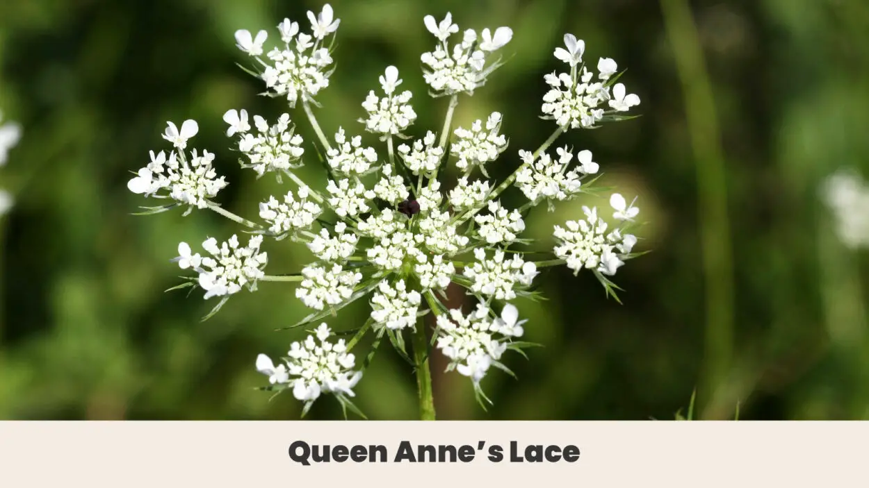 Queen Annes Lace