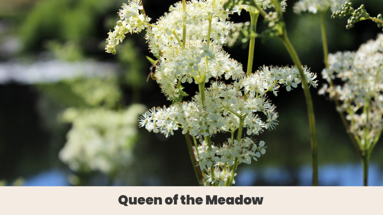 Queen of the Meadow