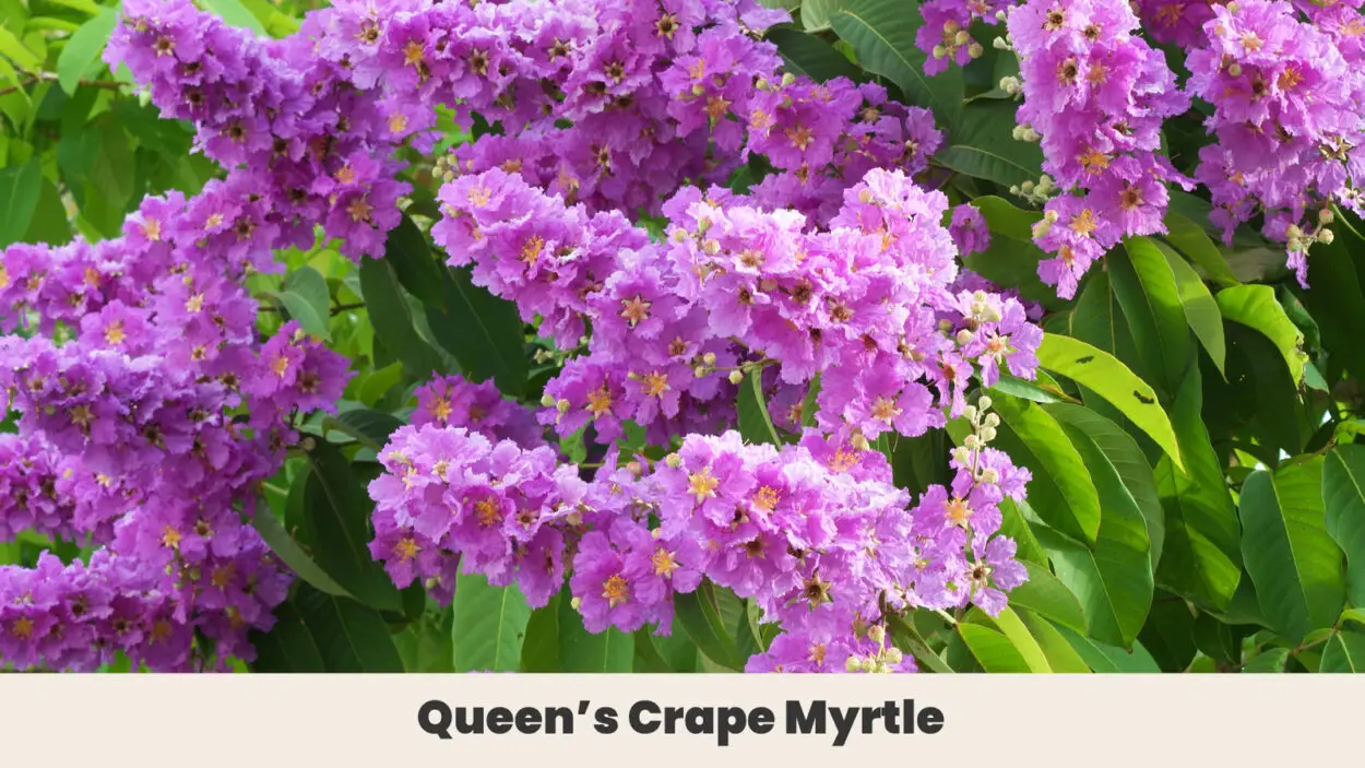 Queens Crape Myrtle