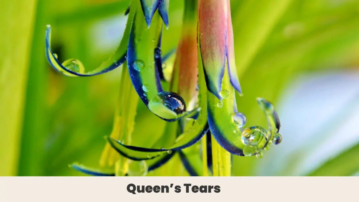 Queens Tears