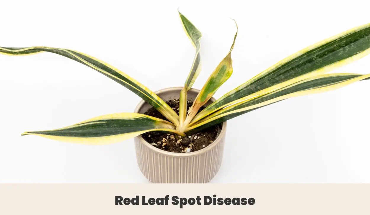 Red Leaf Spot Disease