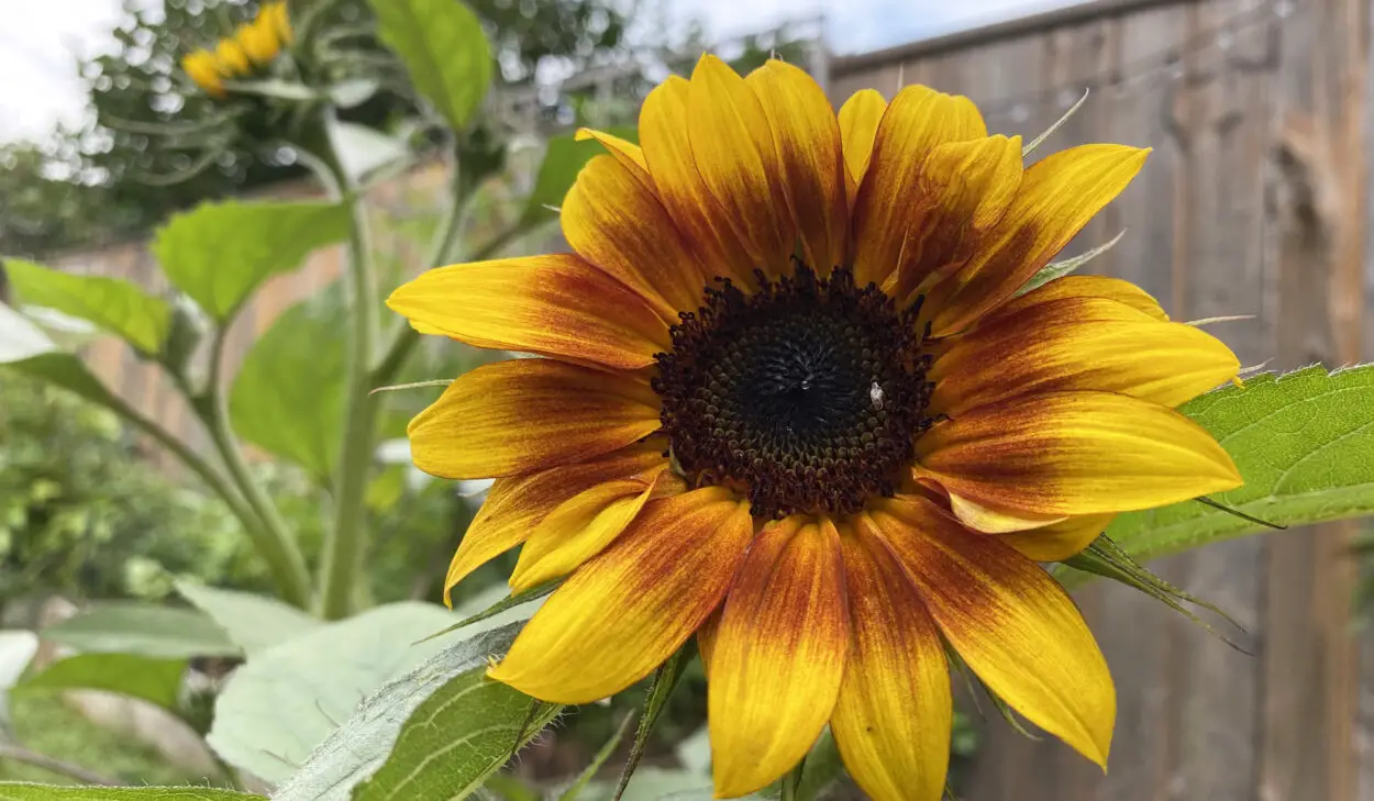 Sunflower in my garden 1