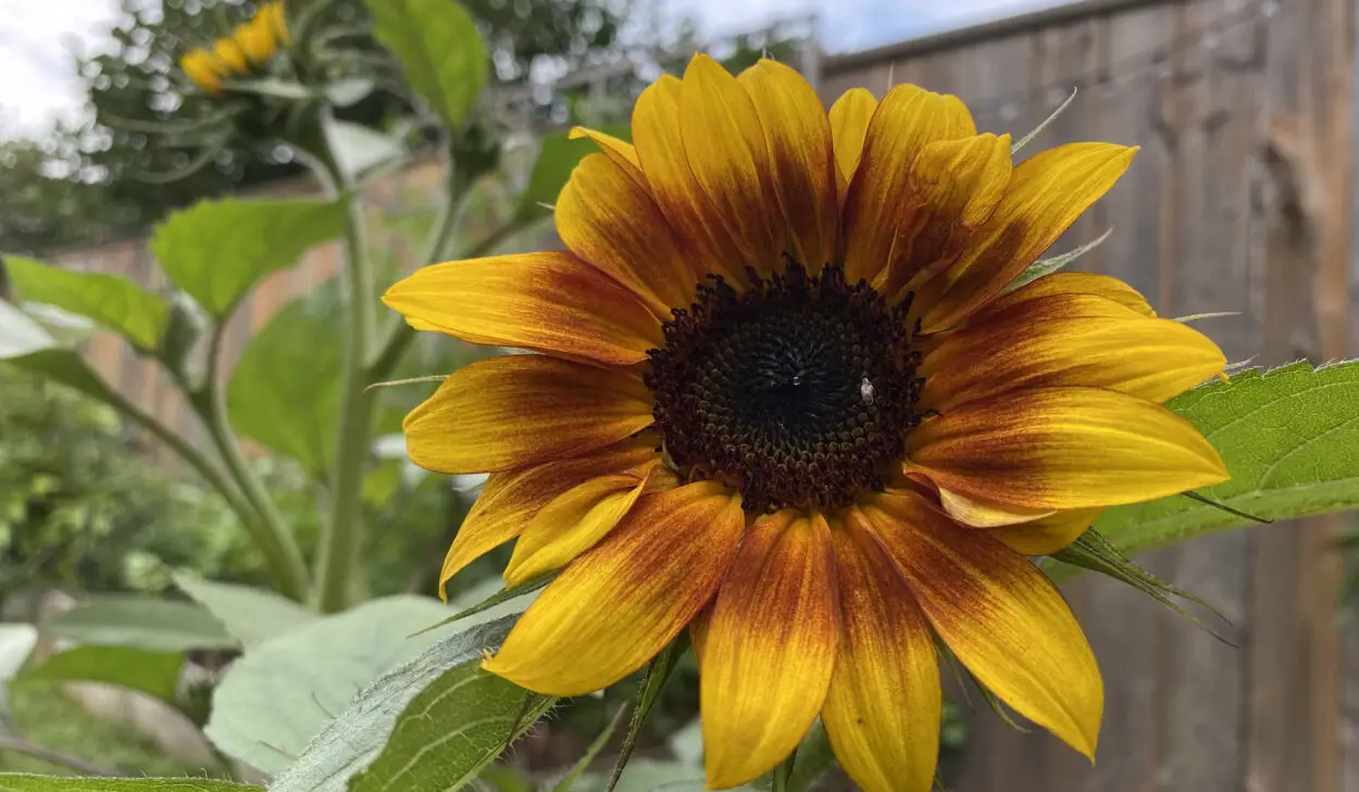Sunflower in my garden