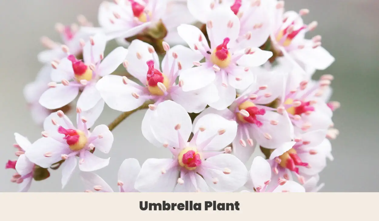 Umbrella Plant